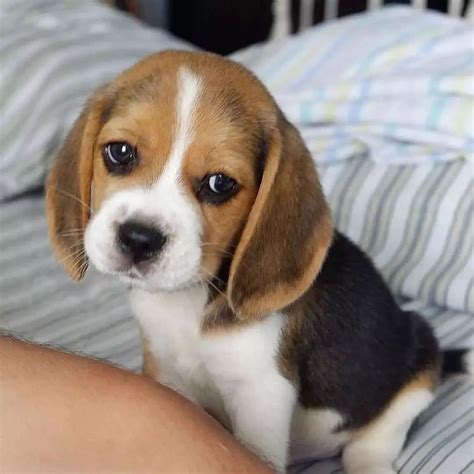 Female <b>Beagle</b> · Rogers · 2/4 pic. . Craigslist beagle puppies near me